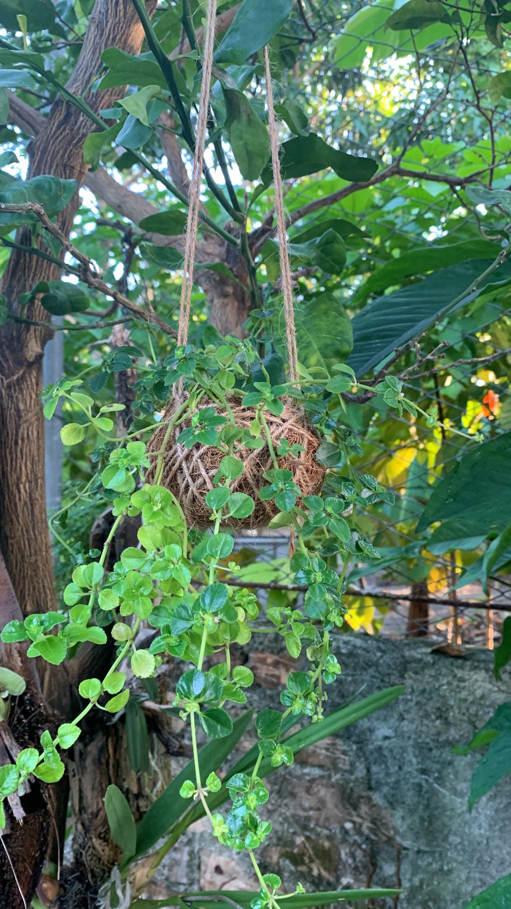 Kokedamas de Los&nbsp;Pinos