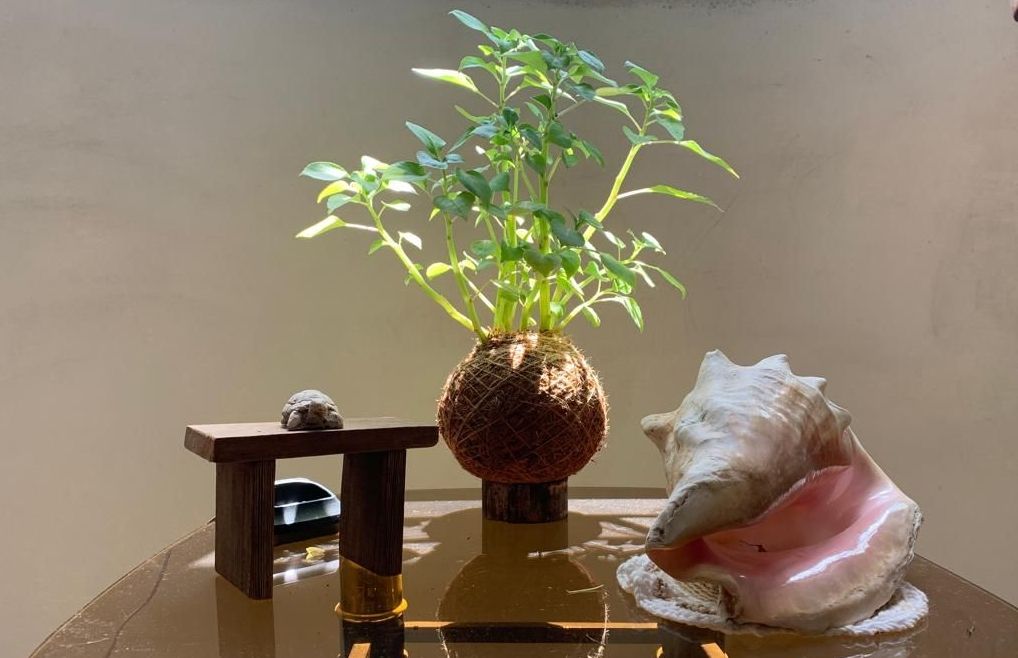 El Arte de Cuidar tus Madamas Chinas en Kokedama