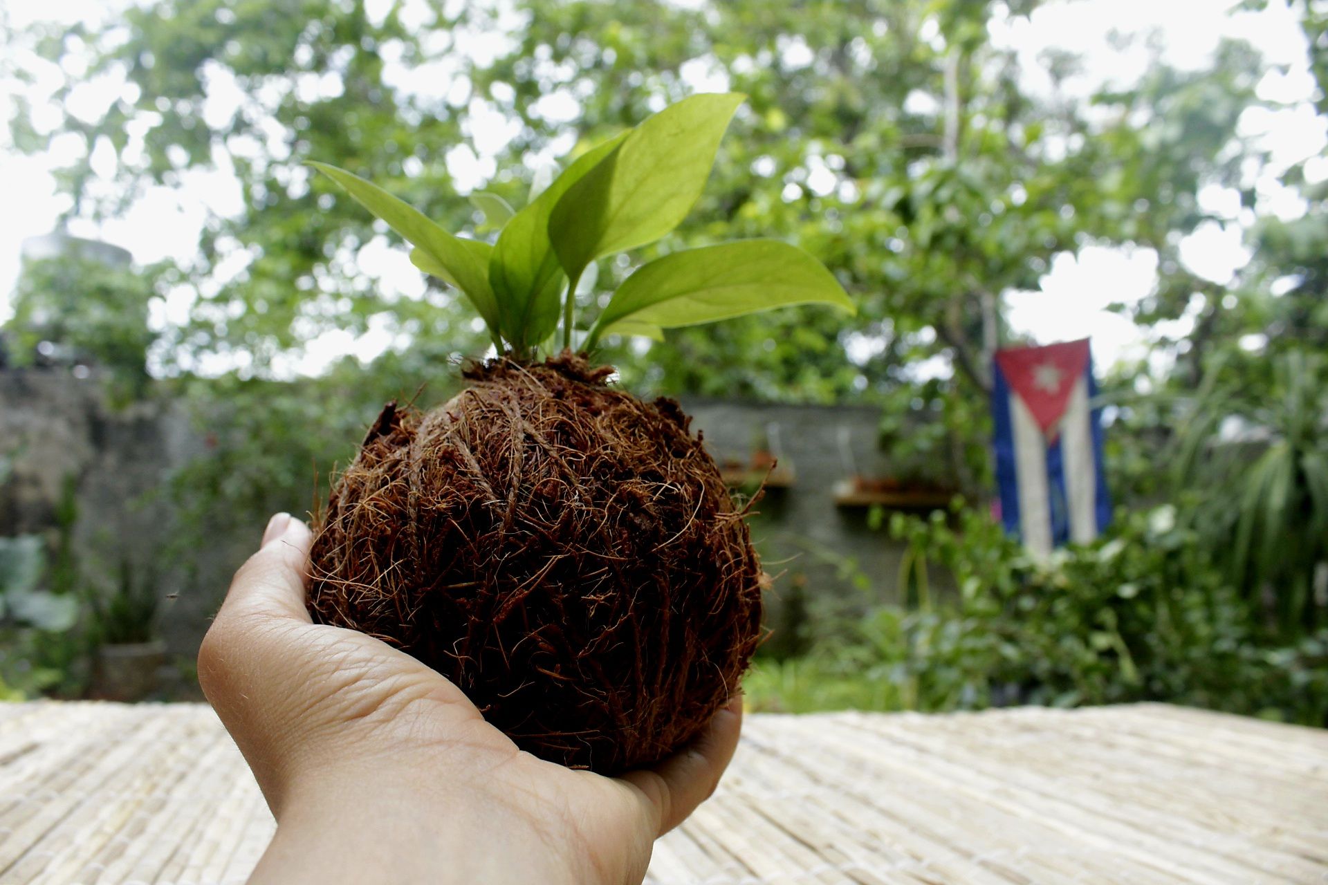 anturio-cubano-kokedama-estacion-viva anturio-cubano-kokedama-estacion-viva