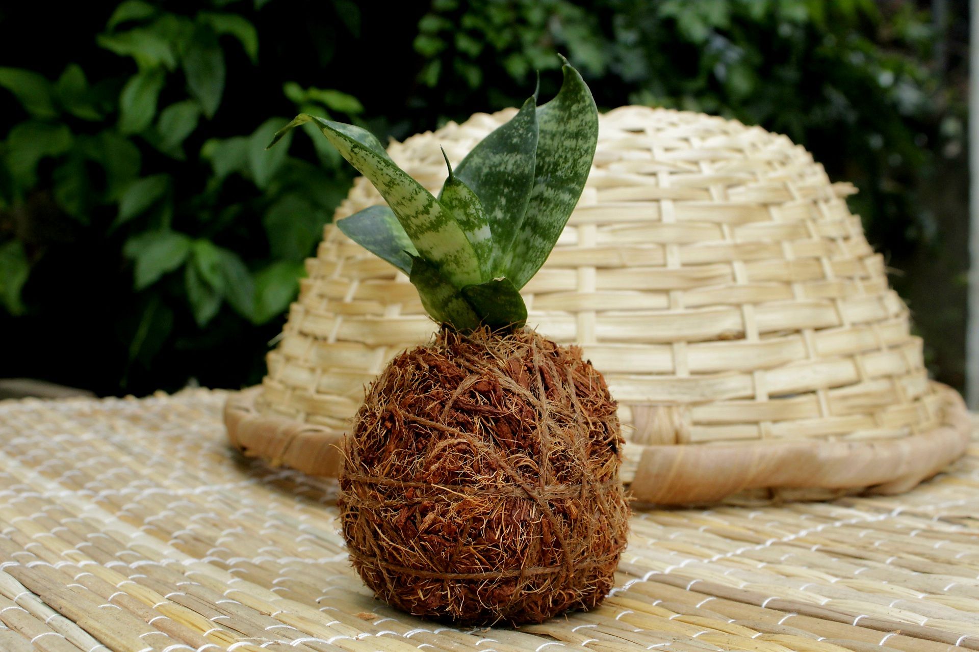 kokedama-lengua-de-vaca-enana-comunidad-cuba