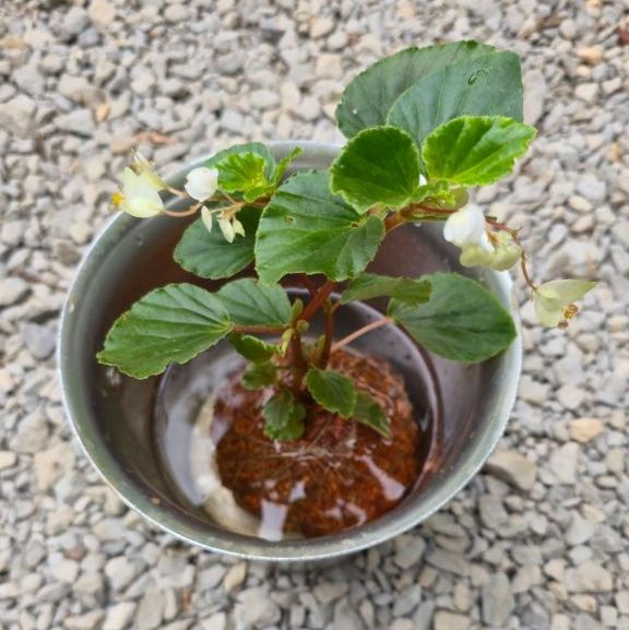 Guía Completa: Cómo cuidar tu Begonia Flor de Nácar en Kokedama